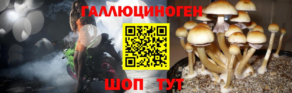 Псилоцибиновые грибы Psilocybine cubensis  Вход с VPN  Кимовск 